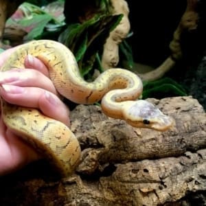 killer blast ball python