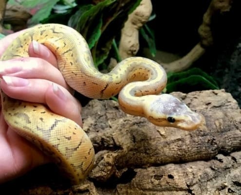 killer blast ball python