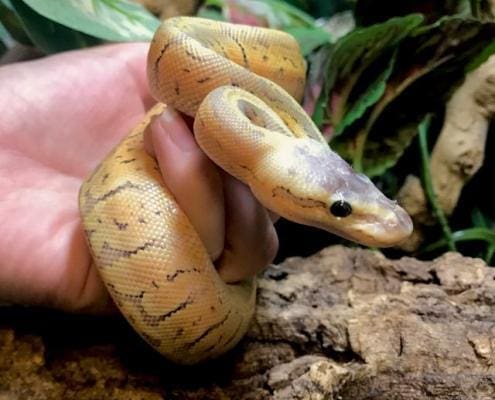 killer blast ball python for sale