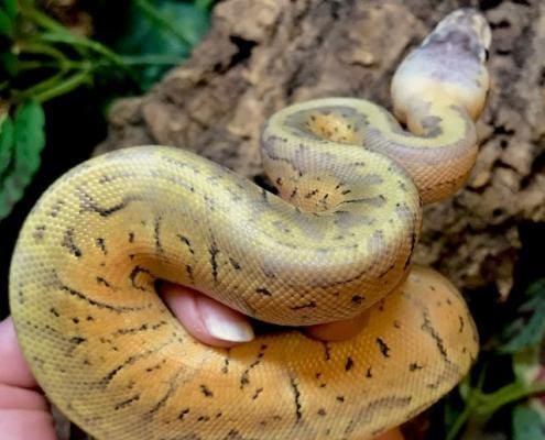 killer blast ball pythons for sale