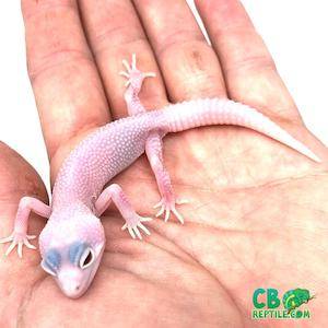 gecko breeders