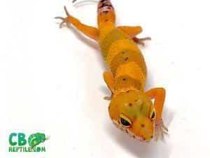 leopard gecko for sale