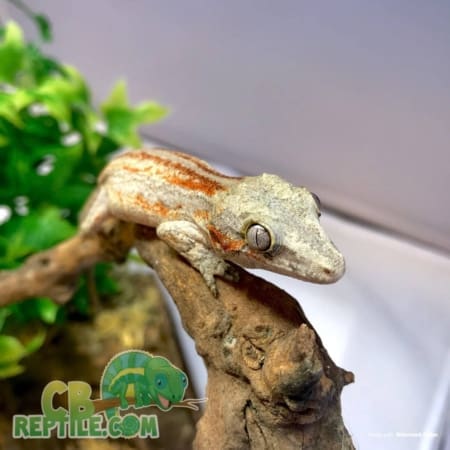 baby gargoyle gecko