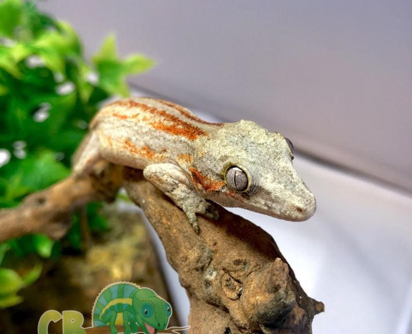 baby gargoyle gecko