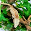 baby gargoyle geckos for sale