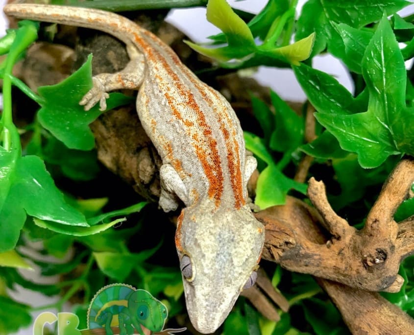 baby gargoyle geckos for sale