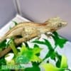 gargoyle gecko for sale