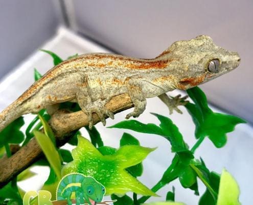 gargoyle gecko for sale