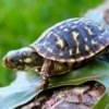 ornate box turtle