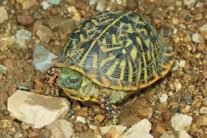 box turtle breeder