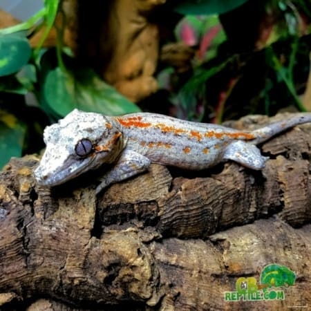 red orange blotch gargoyle gecko