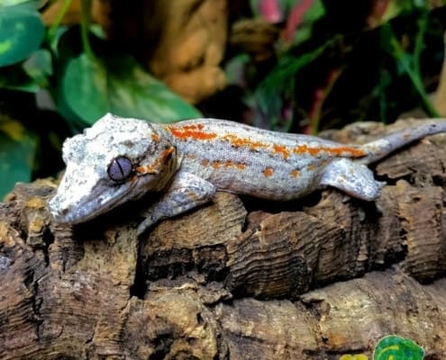 red orange blotch gargoyle gecko