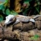 red orange blotch gargoyle gecko