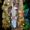 gargoyle gecko breeders