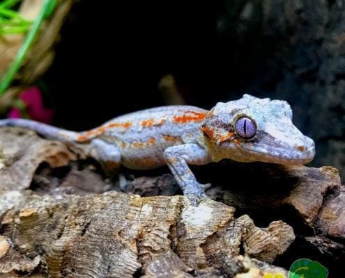 gargoyle gecko sale