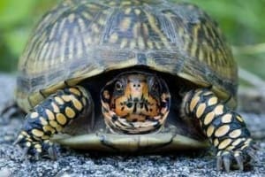 three toed box turtle