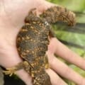 red uromastyx