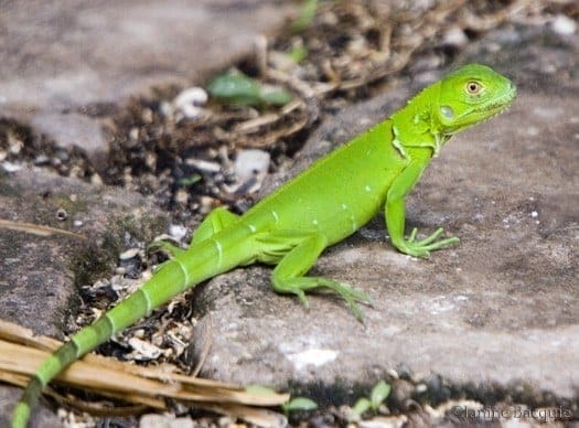 baby iguanas for sale