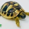 eastern hermann's tortoise