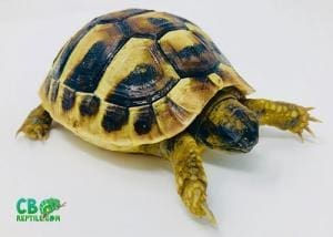 eastern hermann's tortoise