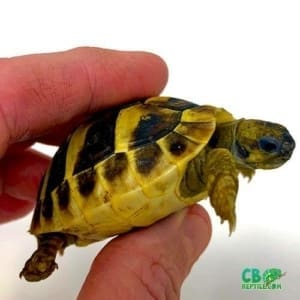 eastern hermann's tortoise for sale