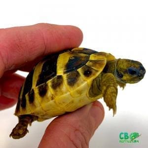 Hermann’s tortoise