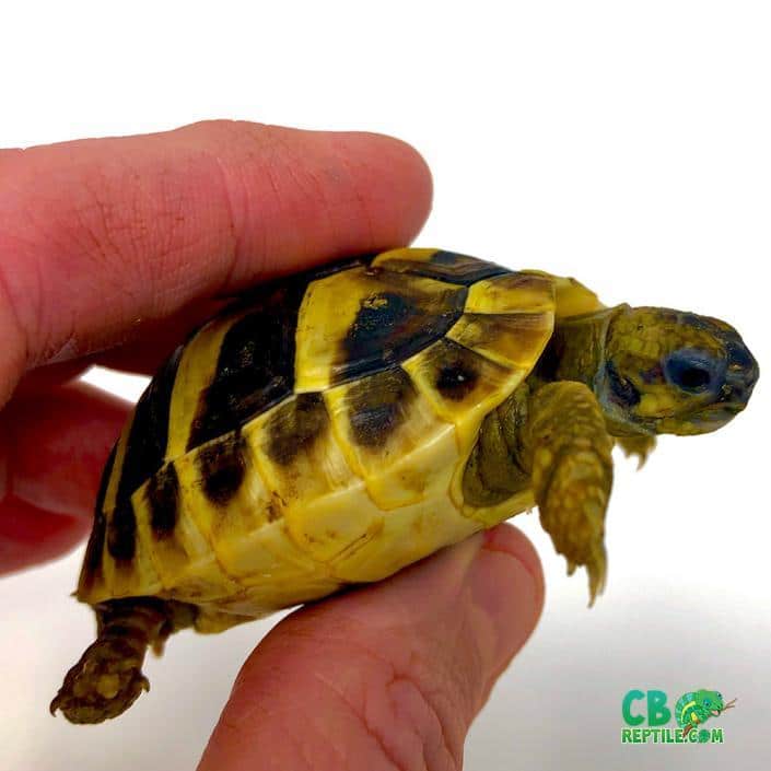 Tortoise for sale online Buy baby tortoises for sale near me