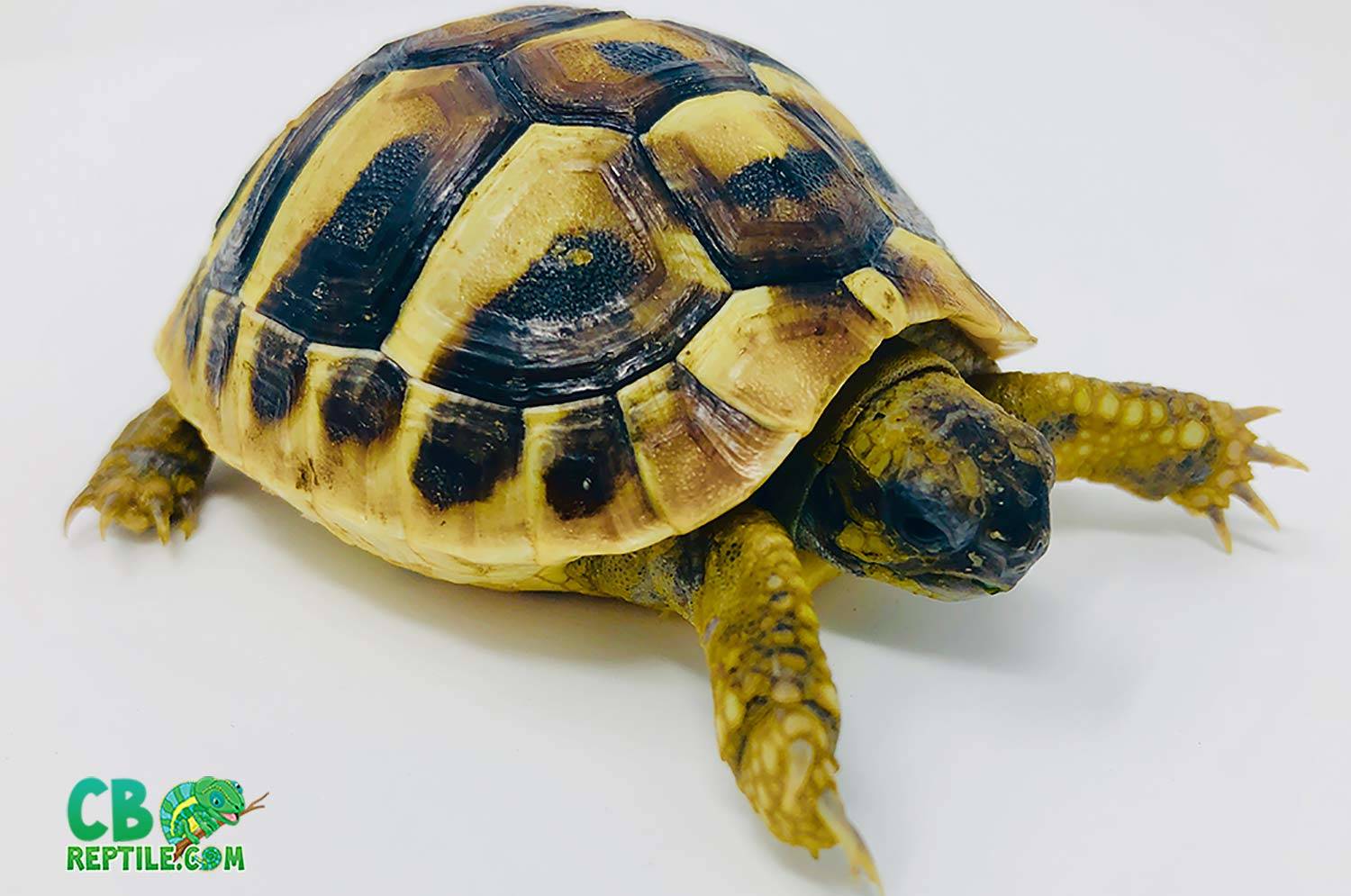 hermanns tortoise for sale