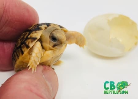 egyptian tortoise for sale