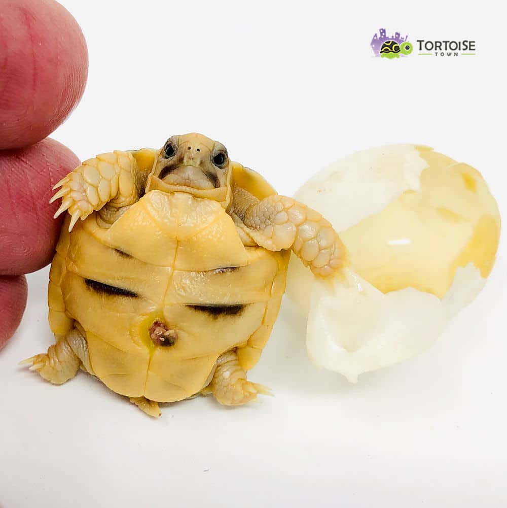 Tortoise for sale online Buy baby tortoises for sale near me