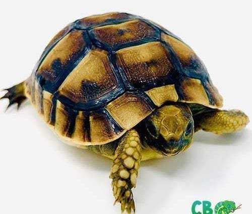 greek tortoise for sale