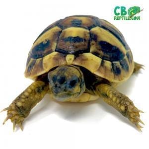 hermann's tortoise for sale