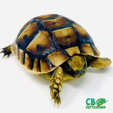 captive bred russian tortoise for sale