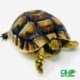 greek tortoise for sale