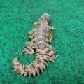 red uromastyx for sale