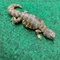 red uromastyx for sale