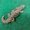 uromastyx