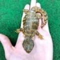 uromastyx