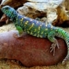 ornate uromastyx for sale