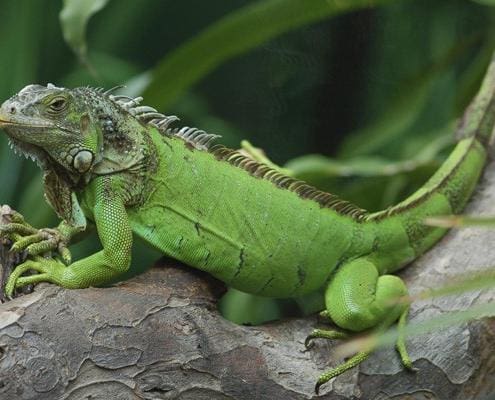 pet iguana for sale