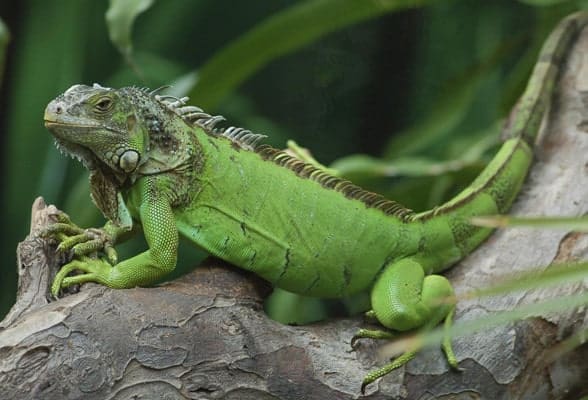 pet iguana for sale