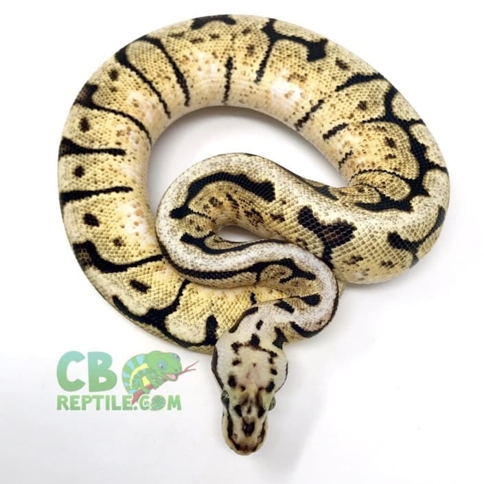 Banana Pastel Ball Python for sale online baby banana ball pythons for