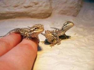 baby bearded dragon