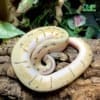 orange dream spider blast ball python for sale