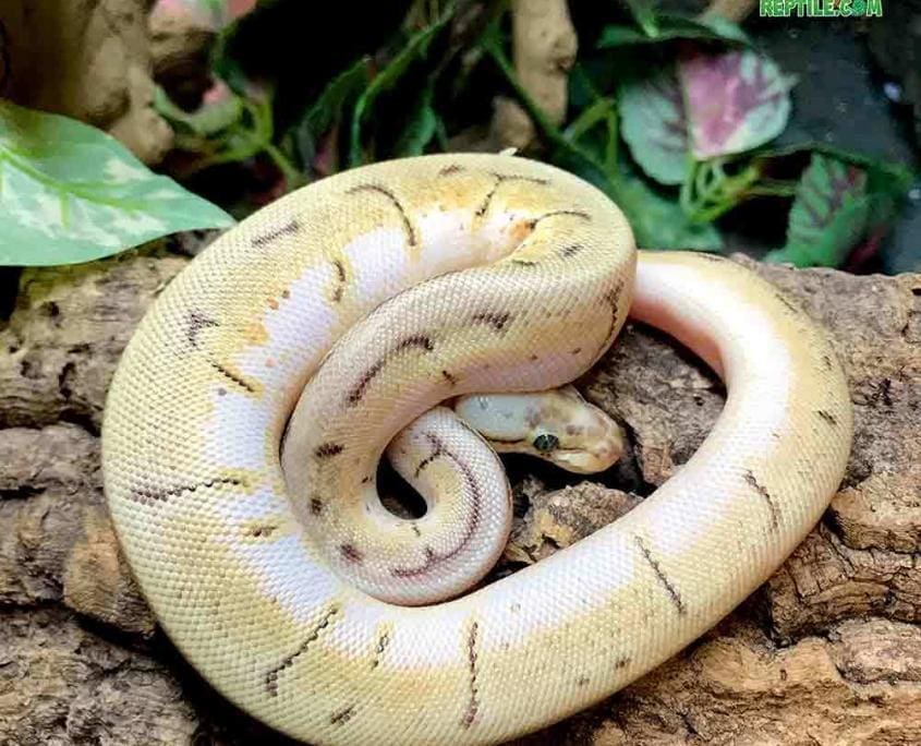 orange dream spider blast ball python for sale