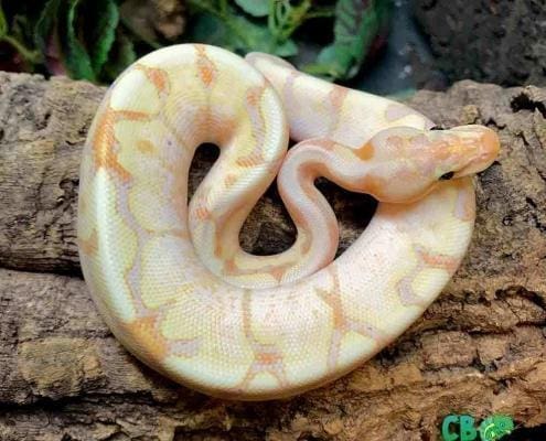 banana fire spider ball pythons