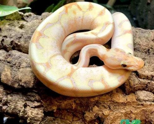 banana fire spider ball python