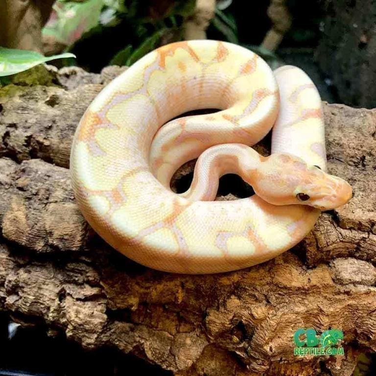 Banana Pastel Ball Python for sale online baby banana ball pythons for