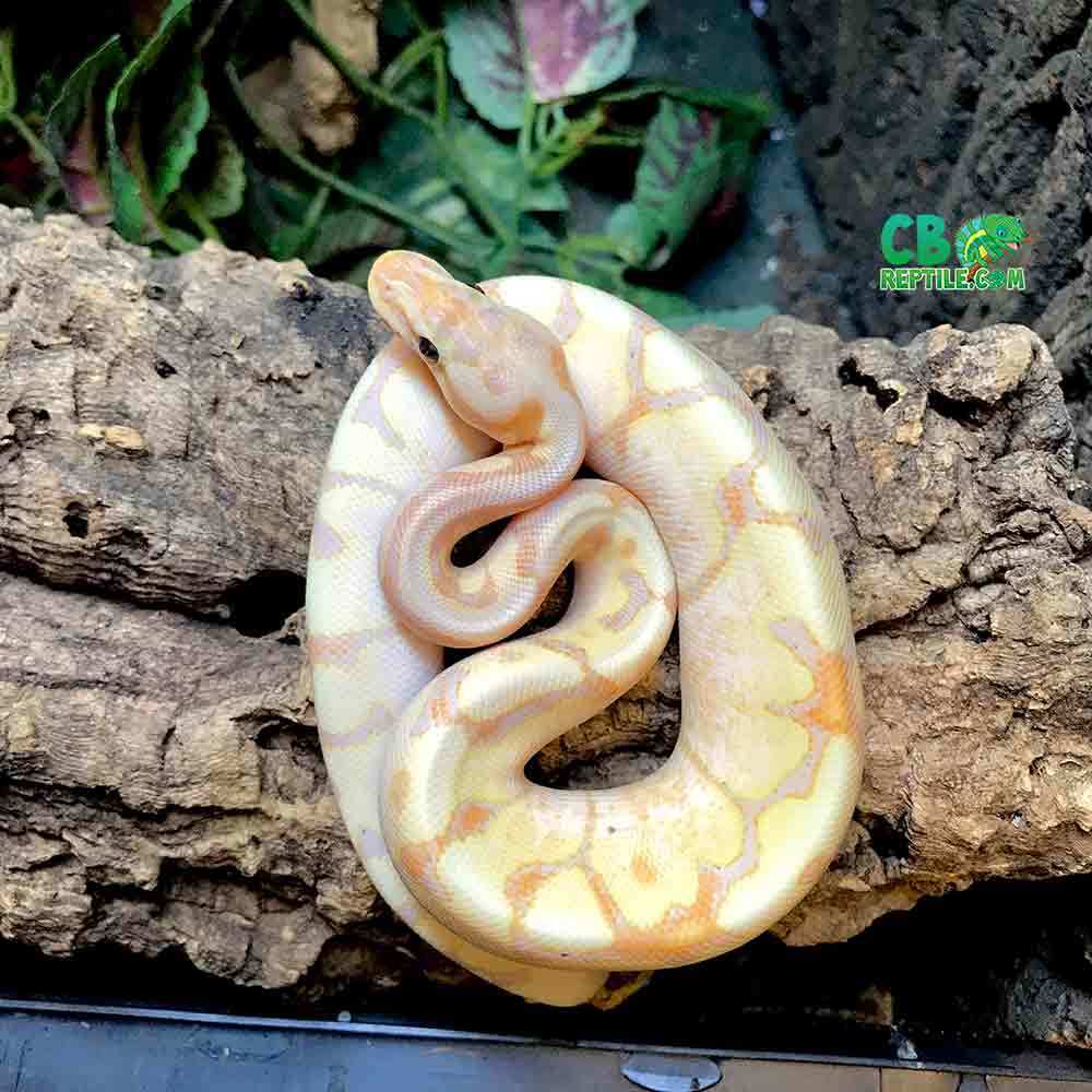 banana fire spider ball python for sale banana ball python morphs for