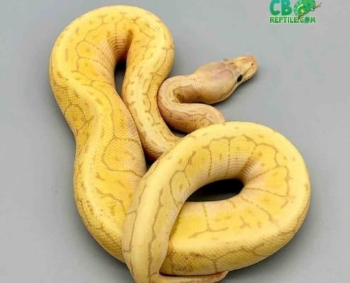 banana lemon blast ball python